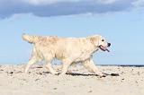 GOLDEN RETRIEVER 497